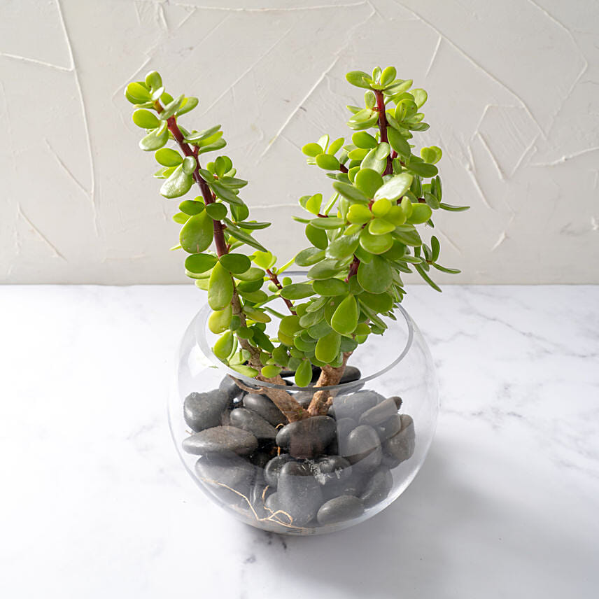  jade plant gift ideas